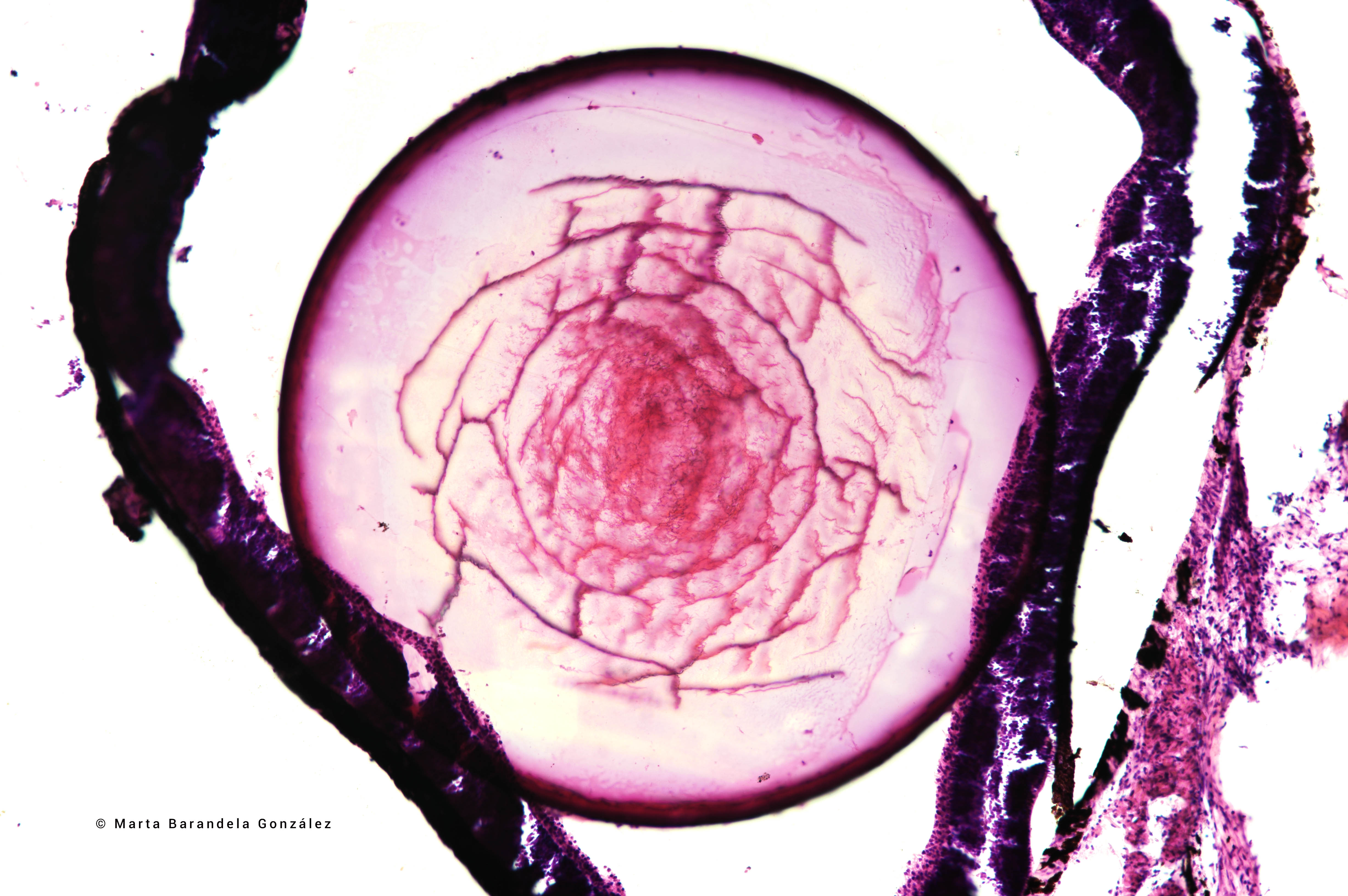 A investigadora Marta Barandela, primeiro premio no concurso de fotografía do CINBIO 2023