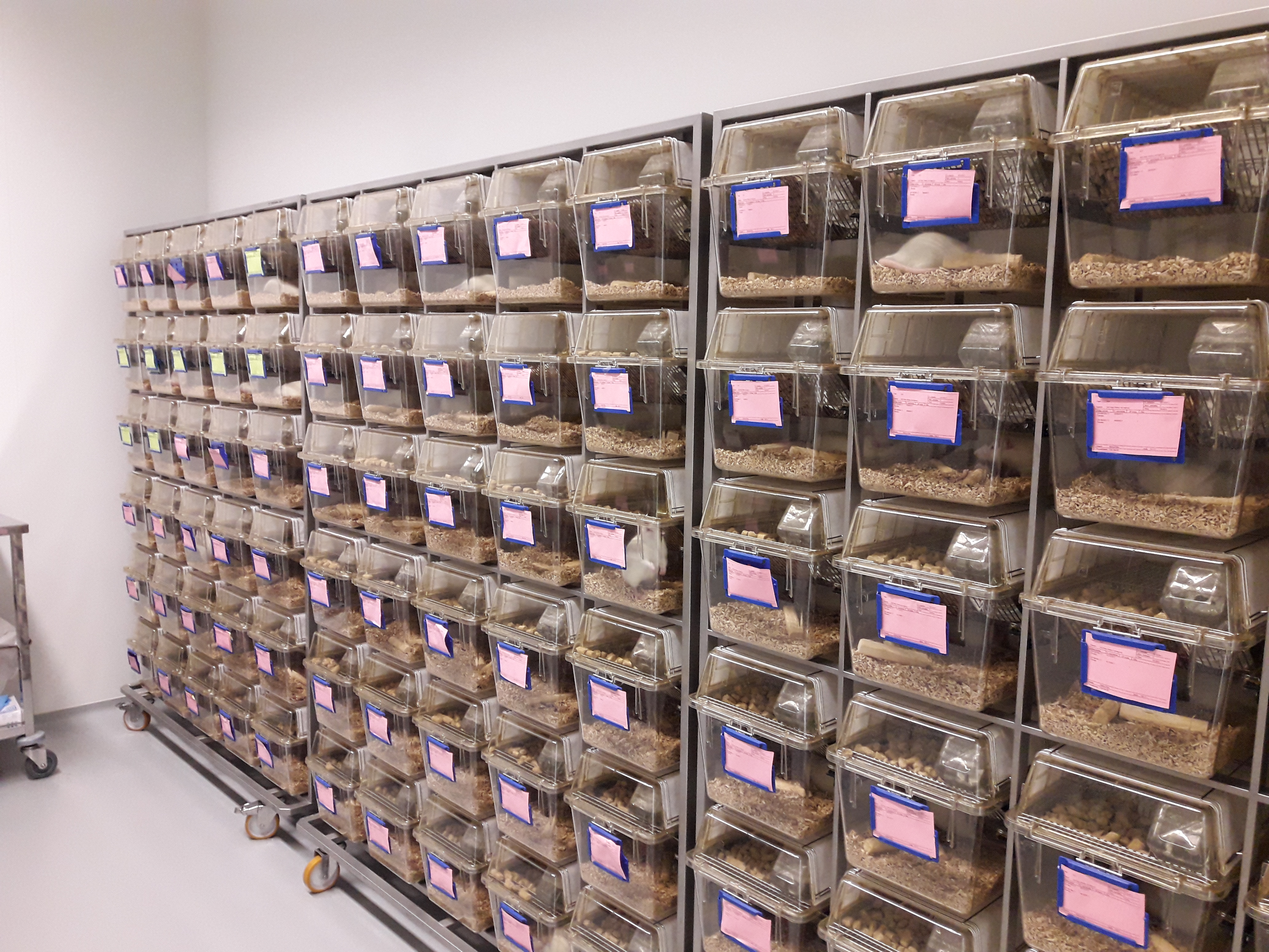 Procedemento de transparencia